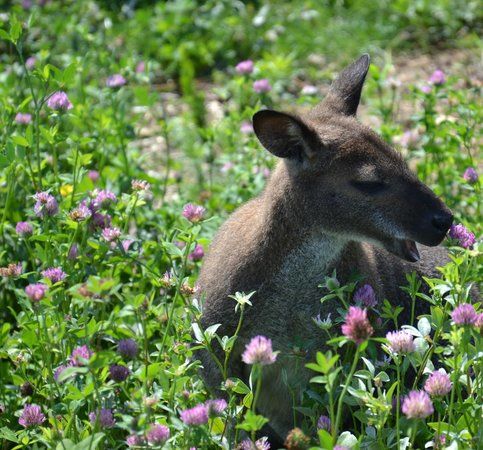 Le Vallon des Kangourous