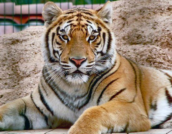 Zoo des 3 Vallées