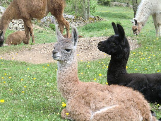 La Ferme des Lamas