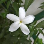 Bisso'na'bisso
