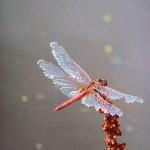 Le Canotier