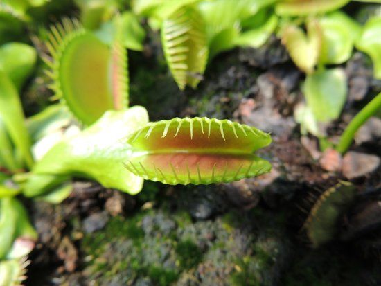 la pépinière Nature et Paysage