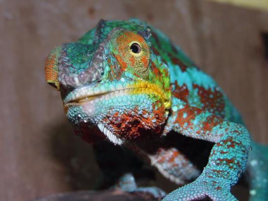 Le Reptilarium du Larzac