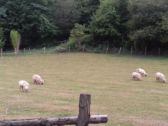 Parc Animalier Saint Michel