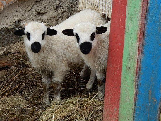 La Ferme des Lamas