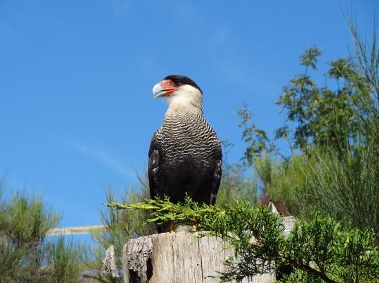 Les Aigles d'Aure