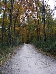 la forêt de Bouconne