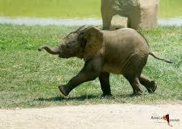Zoo African Safari