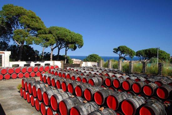 Vignoble Terres des Templiers