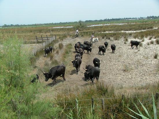 Les Peniches Isles de Stel