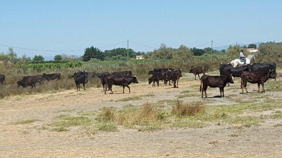 L'Escapade de Camargue
