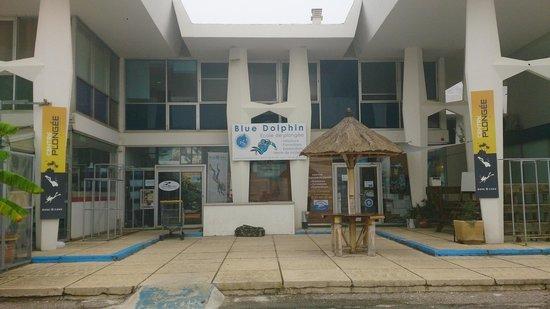 Blue Dolphin