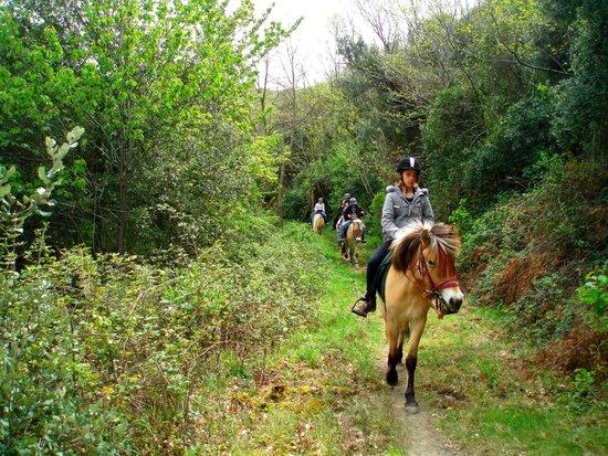 Forest Aventure