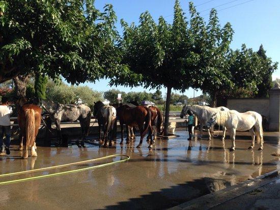 Ecurie la Petite Camargue