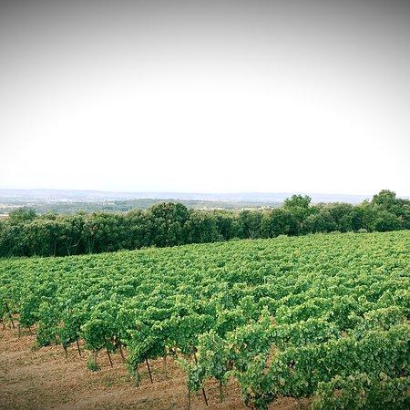Chateau Sesquieres