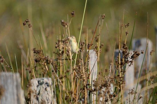La Reserve Naturelle Regionale du Scamandre