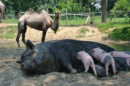 Parc animalier La Maison des Chameaux
