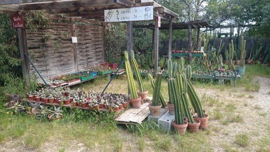Cactus Park